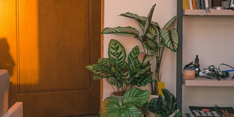 What are the differences between laminate and vinyl flooring